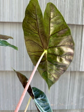 Load image into Gallery viewer, Alocasia - Pink Princess
