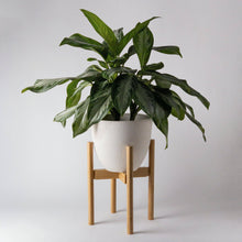 Load image into Gallery viewer, Mid Century Bamboo Plant Stand - Blonde