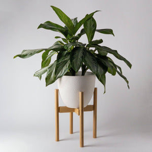 Mid Century Bamboo Plant Stand - Blonde