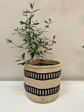 Load image into Gallery viewer, Olea Europaea