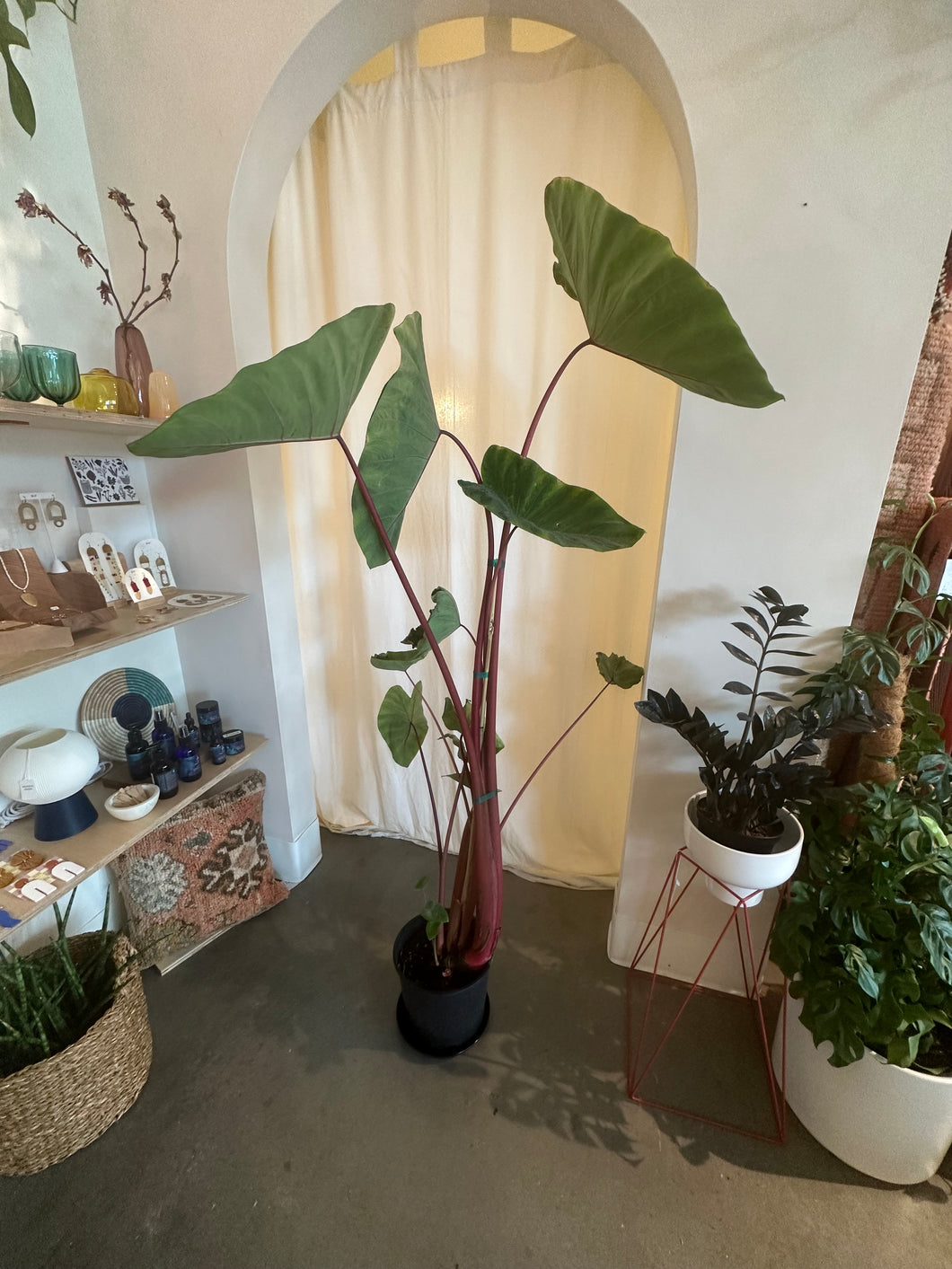 colocasia indoor plant Colocasia Esculenta