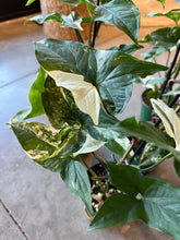 Load image into Gallery viewer, Syngonium Albo - 4&quot;