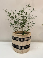 Load image into Gallery viewer, Olea Europaea