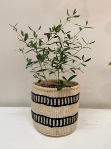 Olea Europaea