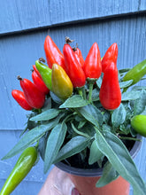 Load image into Gallery viewer, Pepper Plant - Little Elf Dwarf - 4”