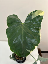 Load image into Gallery viewer, Alocasia - Mickey Mouse - Xanthosoma Variegata