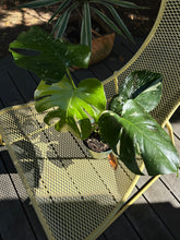 Load image into Gallery viewer, Monstera Deliciosa &quot;Thai Constellation&quot;
