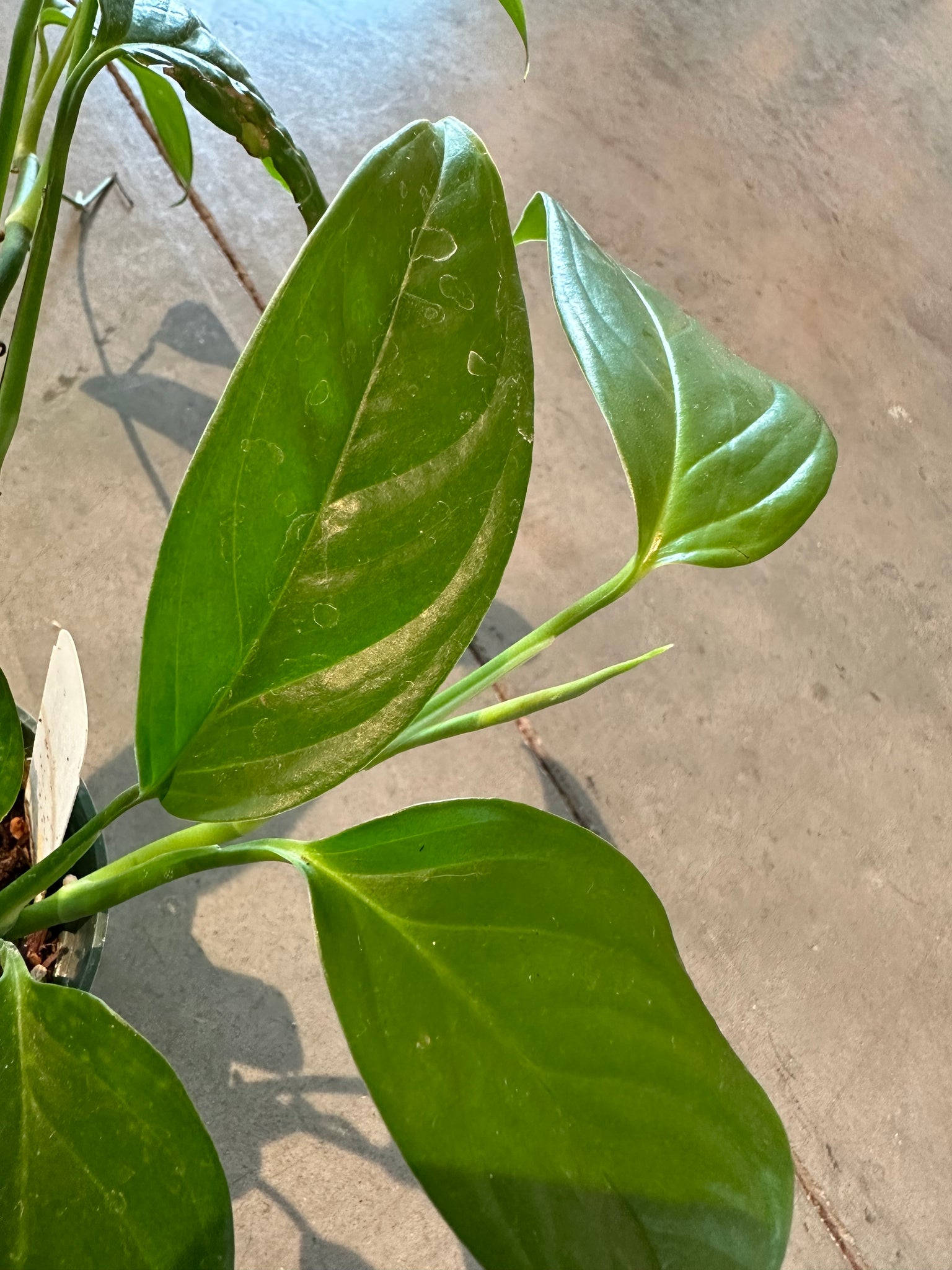monstera bolivia Monstera Obliqua (Bolivia) – WILDEHAUS