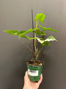 Syngonium Albo - 4"