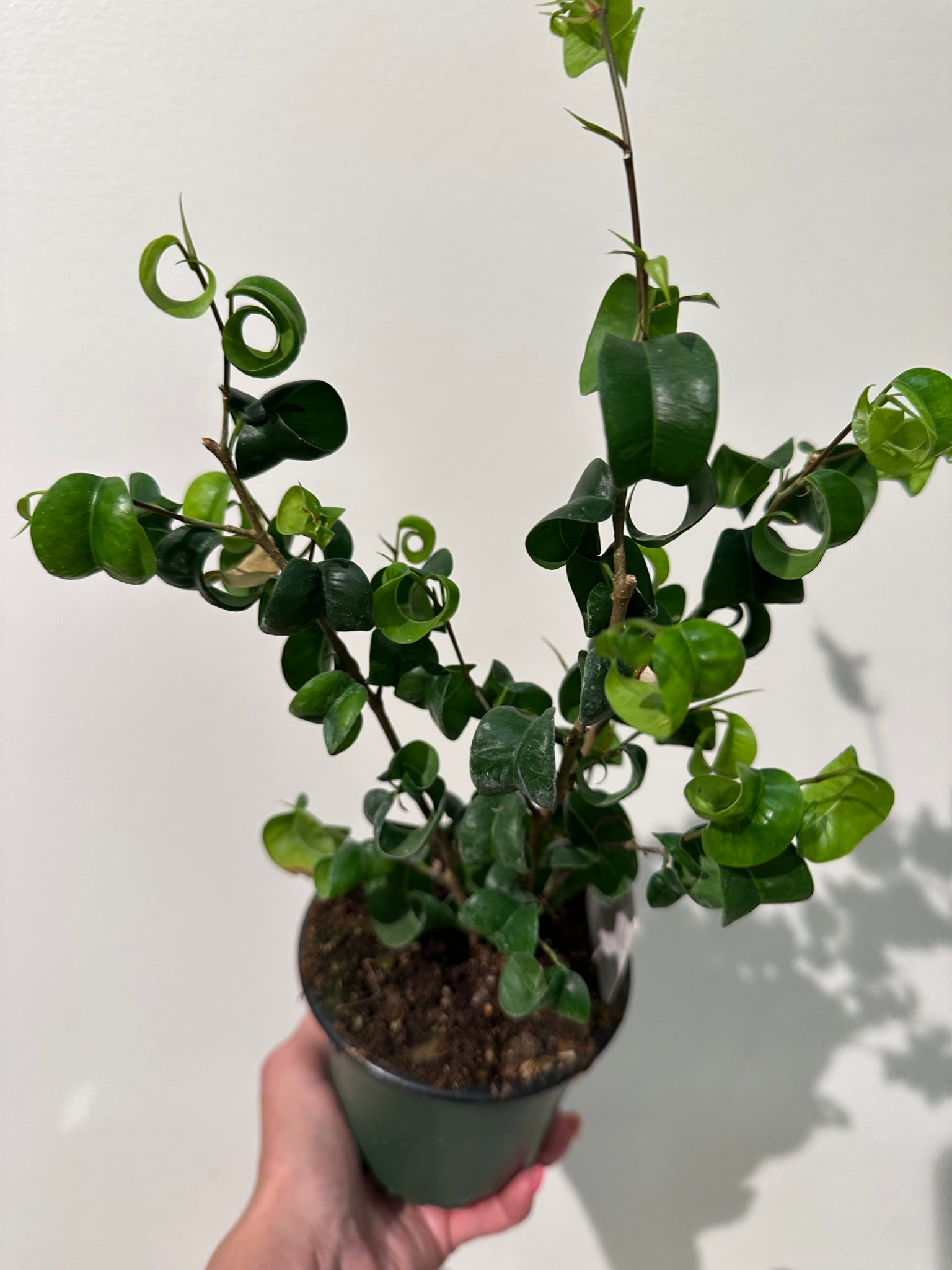 Curly Ficus Ficus Benjamina “Pandora” - Curly weeping Fig – WILDEHAUS