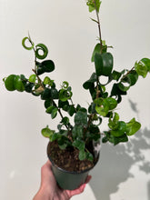 Load image into Gallery viewer, Ficus Benjamina “Pandora” - Curly weeping Fig