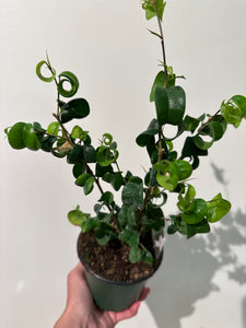 Ficus Benjamina “Pandora” - Curly weeping Fig