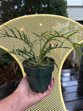 Load image into Gallery viewer, Philodendron Tortum - 4&quot;
