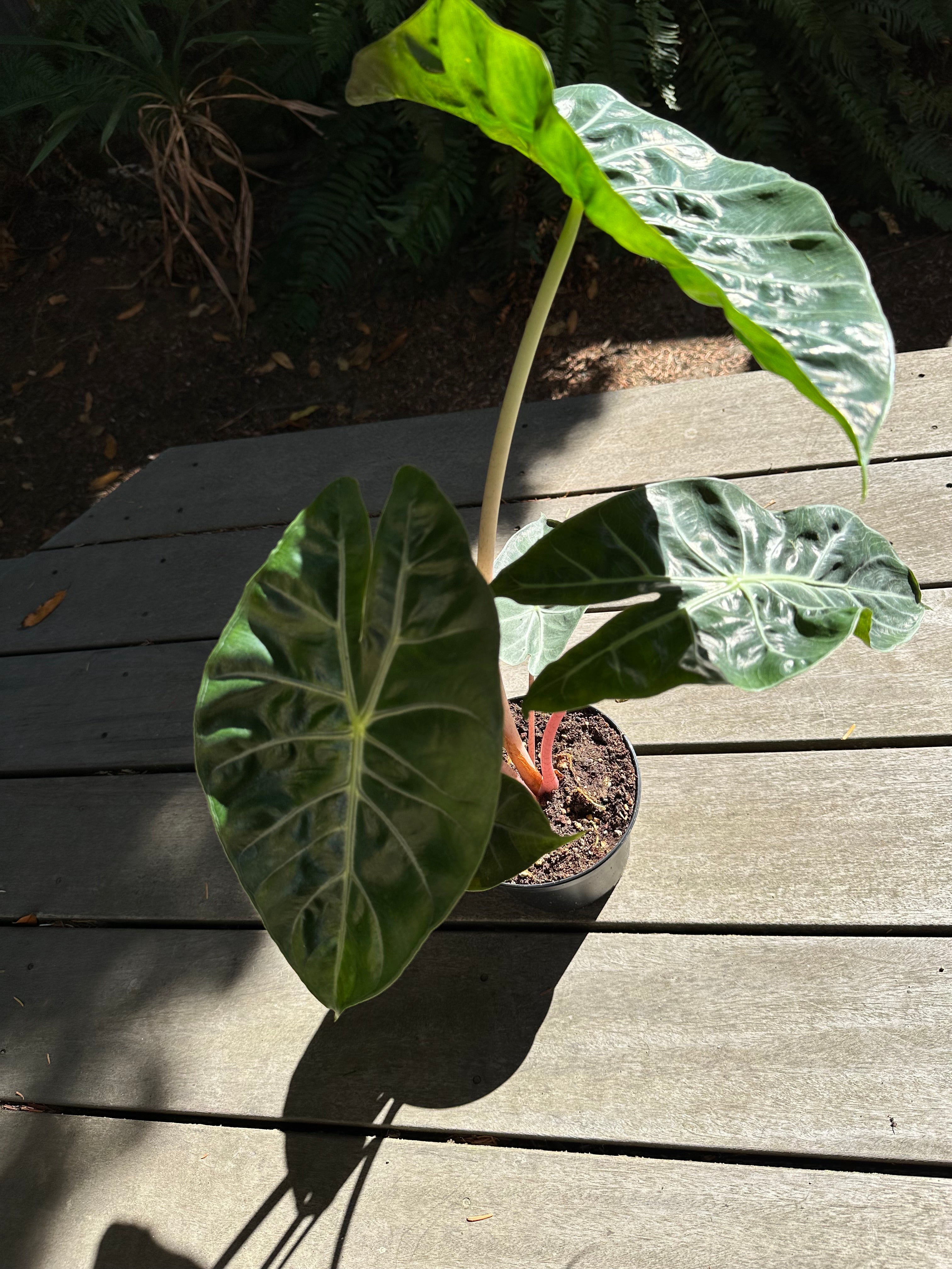 Alocasia - Pink Princess – WILDEHAUS