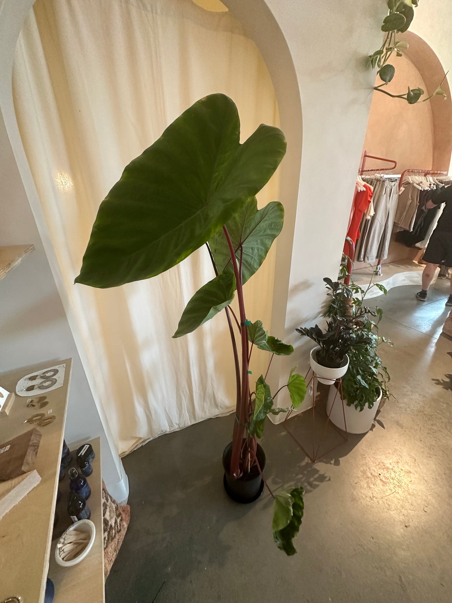 colocasia pink china elephant ear plant Colocasia Esculenta