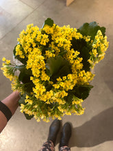 Load image into Gallery viewer, Florist Kalanchoe - Blossfeldiana