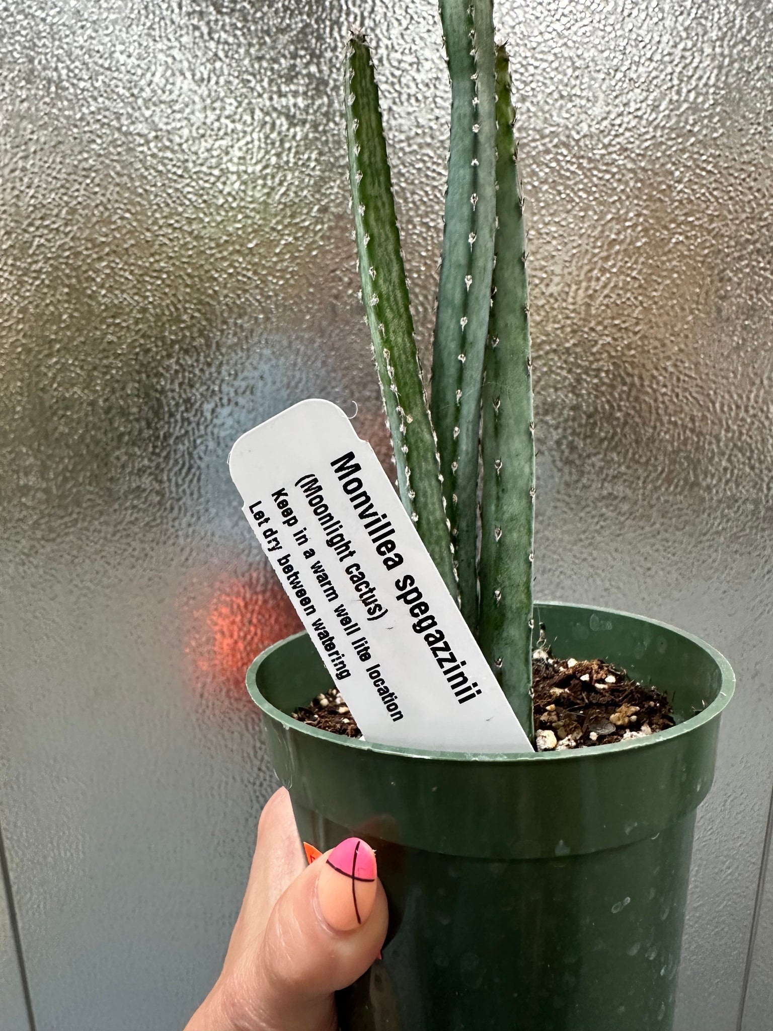 where to buy san pedro cactus reddit Monvillea Spagazinii – WILDEHAUS