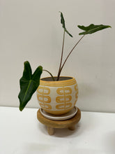 Load image into Gallery viewer, Niko Far West - Side Arch Planter - 6&quot;