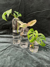 Load image into Gallery viewer, Glass Vases