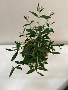 Olea Europaea