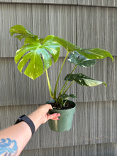 Load image into Gallery viewer, Monstera Deliciosa &quot;Thai Constellation&quot;