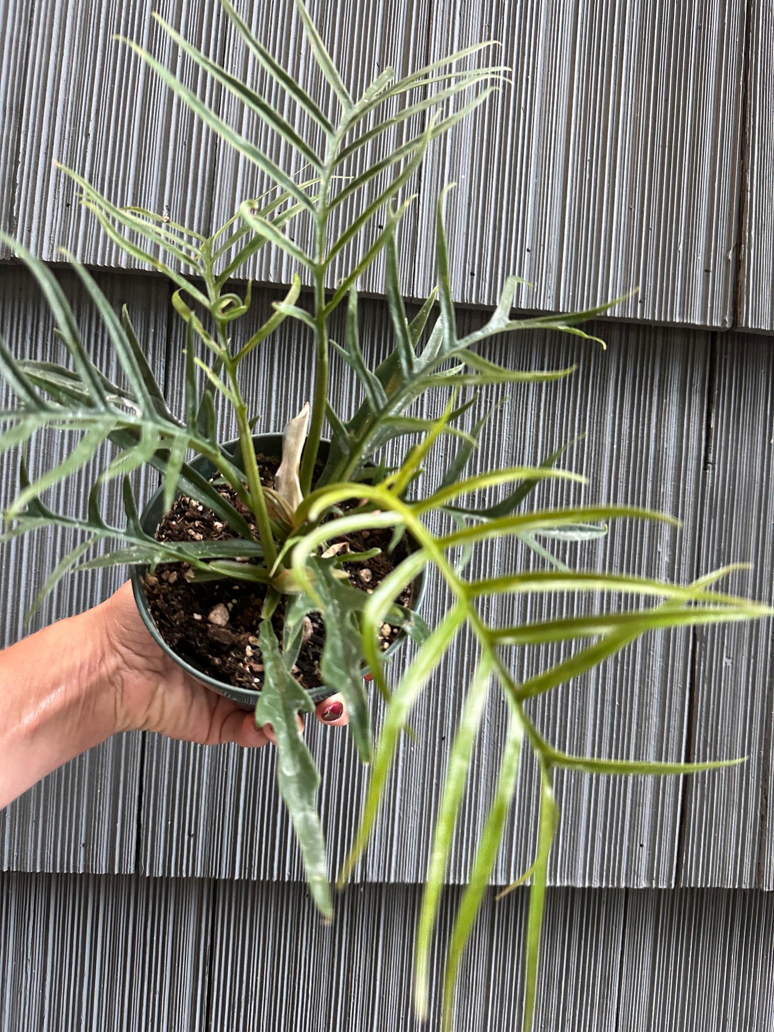 mature philodendron tortum Philodendron Tortum
