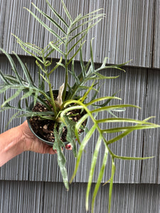 Philodendron Tortum - 4"