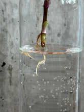 Load image into Gallery viewer, Glass Vases