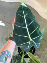 Load image into Gallery viewer, Alocasia - Frydek
