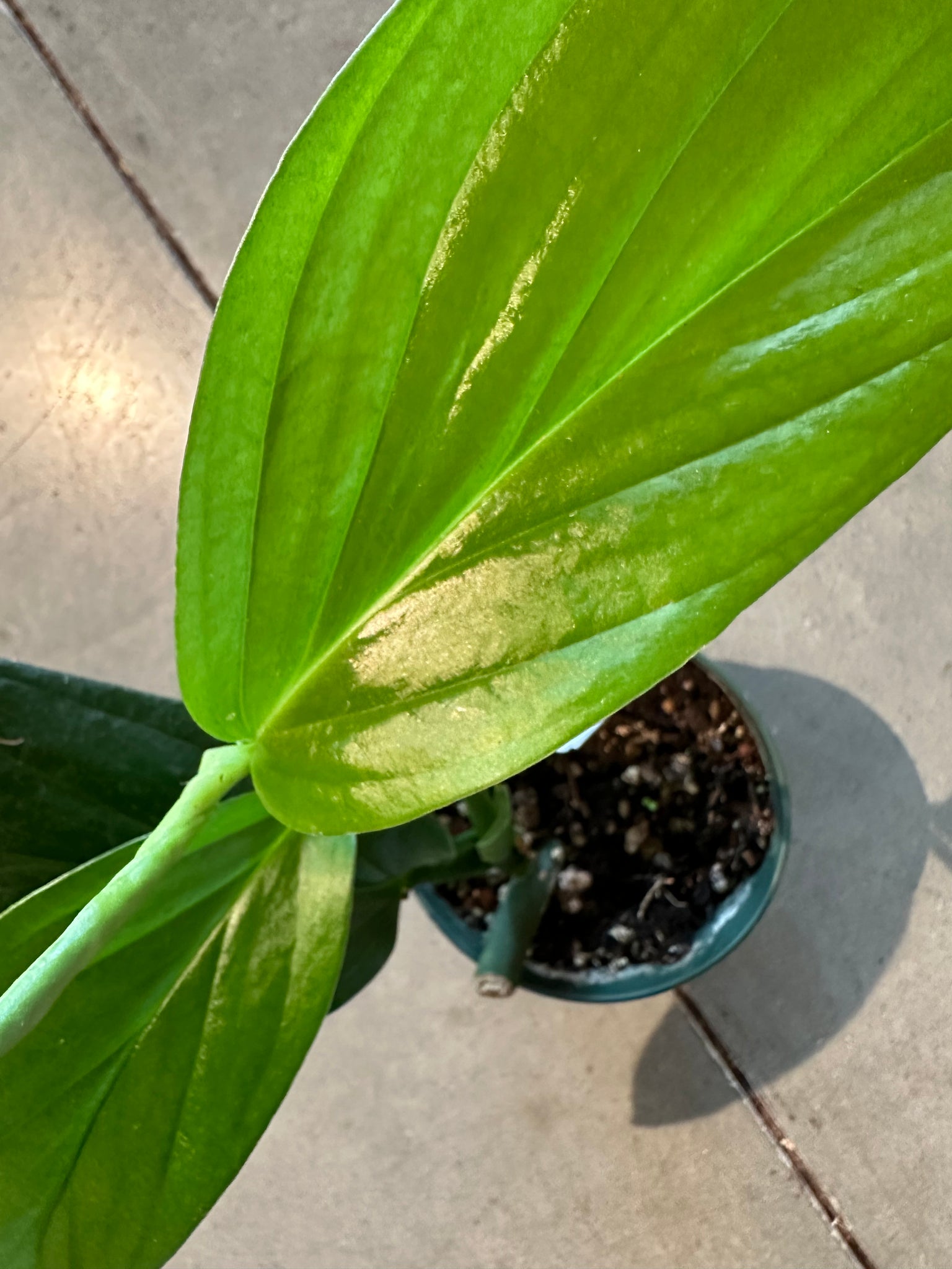monstera acacoyaguensis Monstera Acacoyaguensis – WILDEHAUS