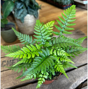 Korean Rock Fern - Athyrium Spicatum 4”