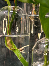 Load image into Gallery viewer, Glass Vases