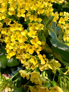 Florist Kalanchoe - Blossfeldiana