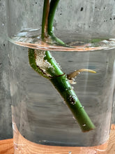Load image into Gallery viewer, Glass Vases