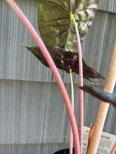 Load image into Gallery viewer, Alocasia - Pink Princess