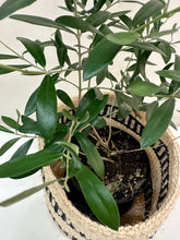 Load image into Gallery viewer, Olea Europaea