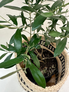 Olea Europaea