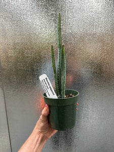 Monvillea Spagazinii