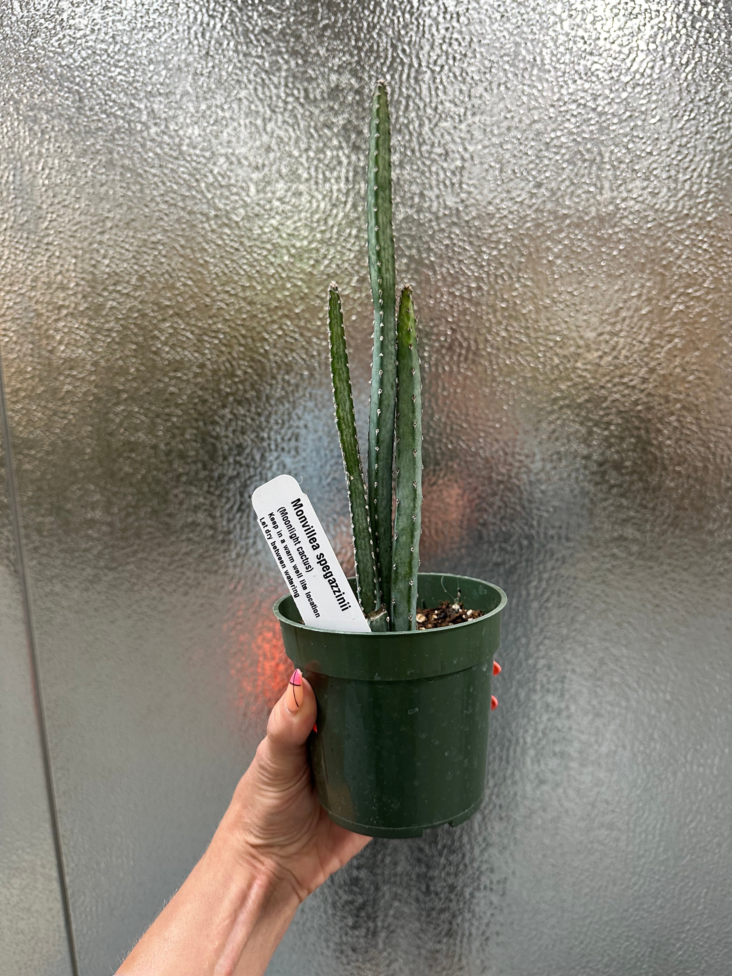 Monvillea Spagazinii – WILDEHAUS