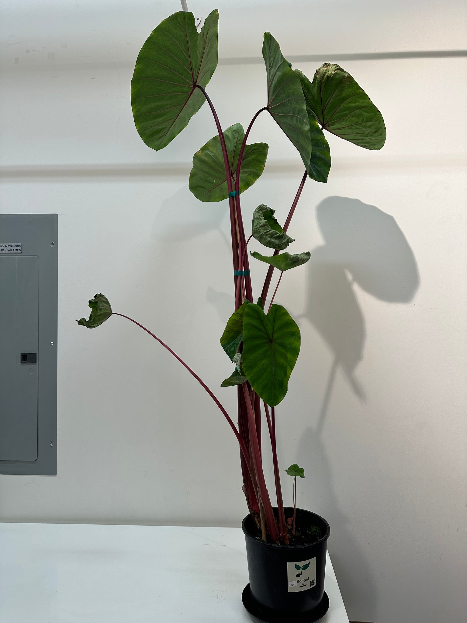 red stem elephant ear plant Colocasia Esculenta