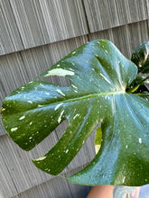 Load image into Gallery viewer, Monstera Deliciosa &quot;Thai Constellation&quot;