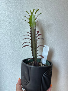 Euphorbia Trigona