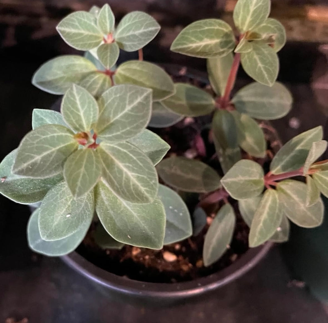 Rubella Peperomia