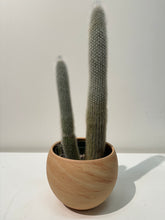 Load image into Gallery viewer, Cleistocactus straussii - Silver Torch Cactus