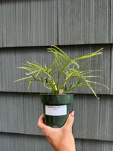 Load image into Gallery viewer, Philodendron Tortum - 4&quot;