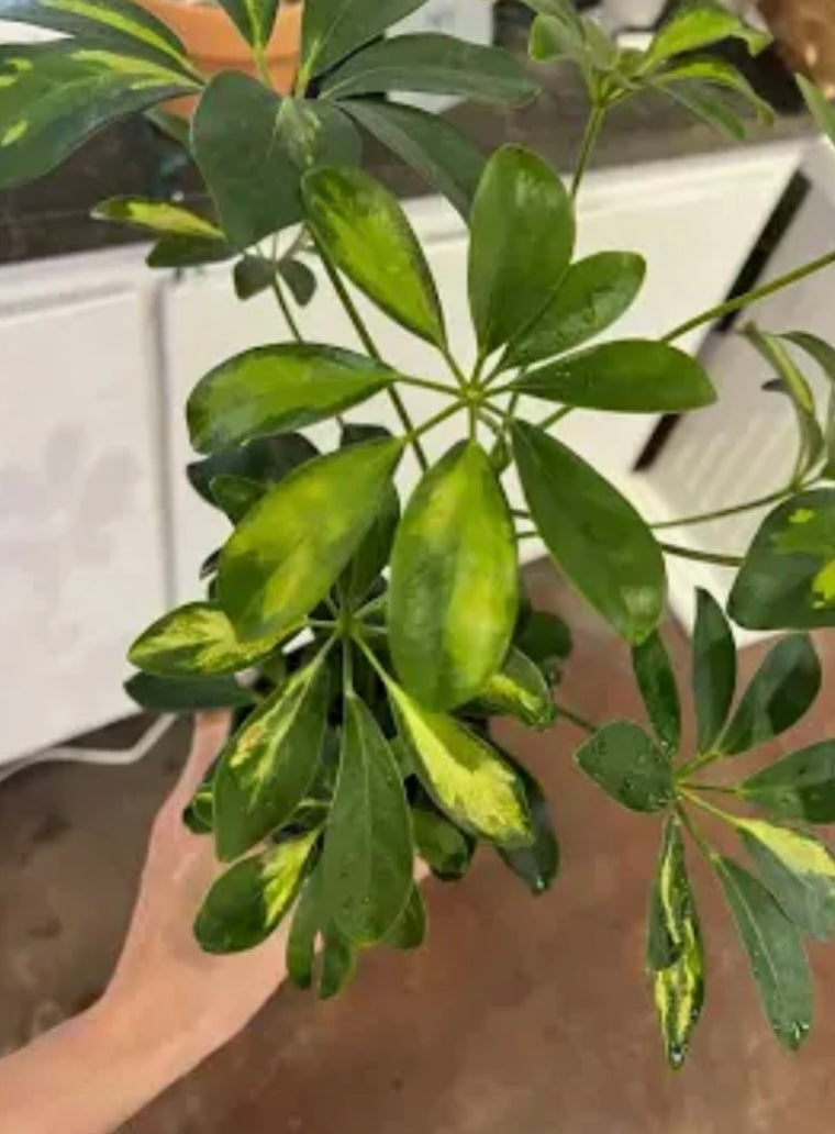 schefflera arboricola variegated 'umbrella' Schefflera Arboricola