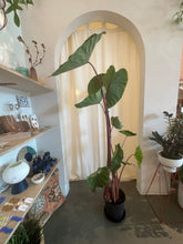 Load image into Gallery viewer, Colocasia Esculenta - Sangria