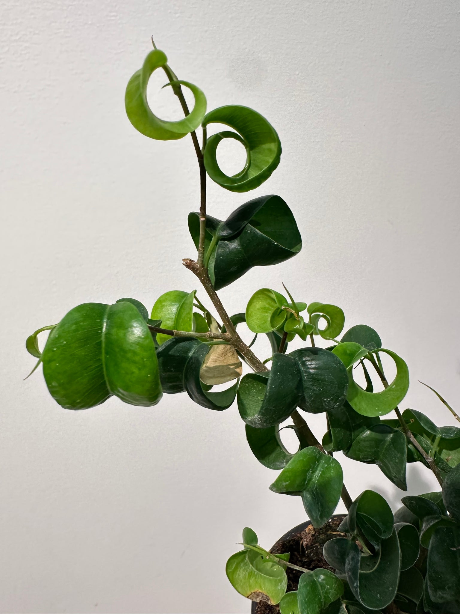 house plant with curly leaves Ficus Benjamina “Pandora”