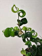 Load image into Gallery viewer, Ficus Benjamina “Pandora” - Curly weeping Fig