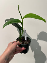 Load image into Gallery viewer, Monstera Acacoyaguensis